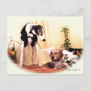 Postal perros bodas