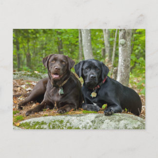 Postal Perros cachorros Black Lab Chocolate Labrador Recu