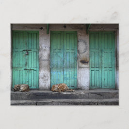 Postal Perros callejeros delante de puertas verdes sucias