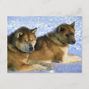 Postal Perros cibidos del Eskimo de Canadá