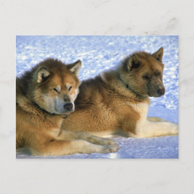 Postal Perros cibidos del Eskimo de Canadá (Anverso)