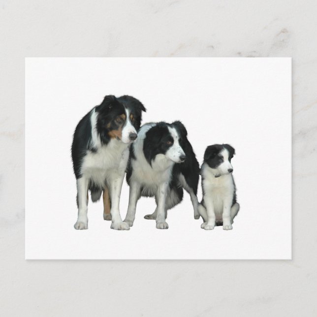 Postal Perros de color de borde (Anverso)