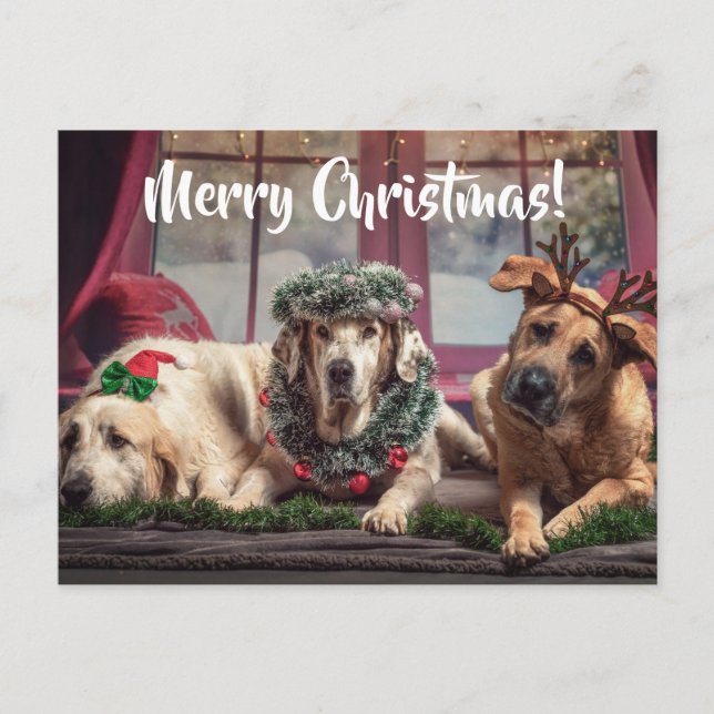 Postal Perros de fotos divertidos en pañales de Navidad y (Anverso)