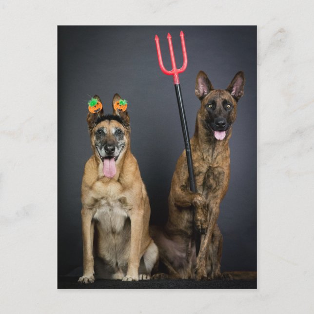 Postal Perros de Halloween (Anverso)