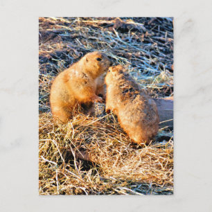 POSTAL PERROS DE LA PRADERA
