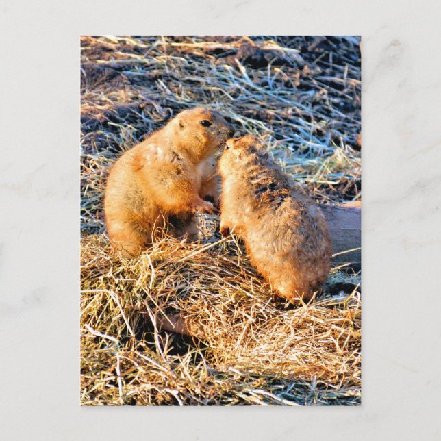 POSTAL PERROS DE LA PRADERA (Anverso)
