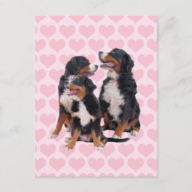 Postal Perros de montaña de Berna con corazones rosas (Anverso)