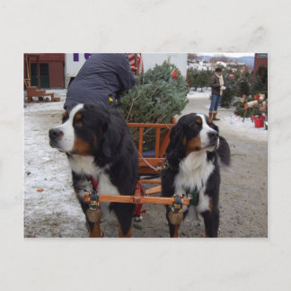 Postal Perros de montaña de Bernese