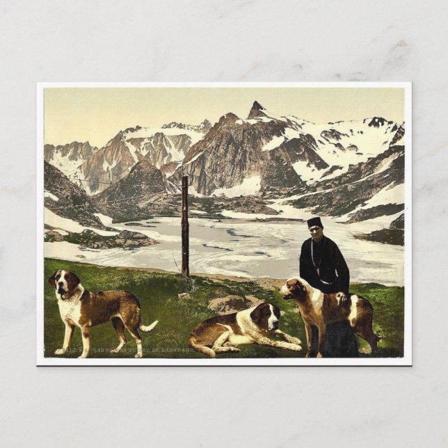 Postal Perros de St. Bernard, Valais, Alpes de, Suiza cla (Anverso)