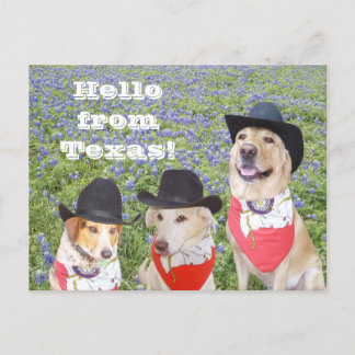Postal Perros de Texas en Bluebonnets
