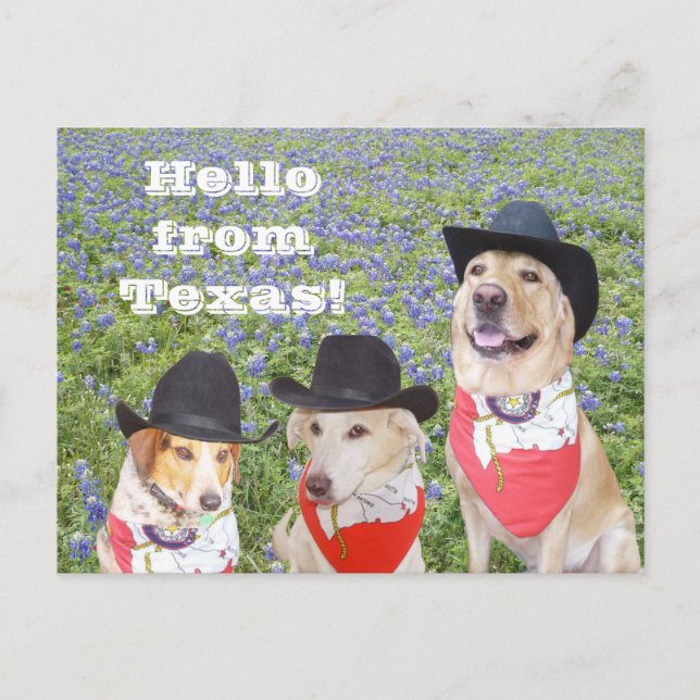Postal Perros de Texas en Bluebonnets (Anverso)