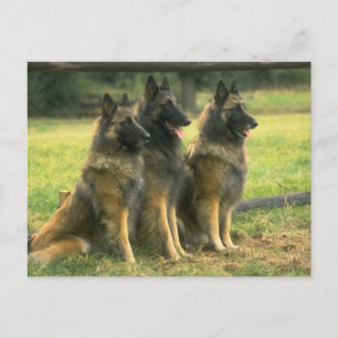 Postal Perros del Pastor Alemán