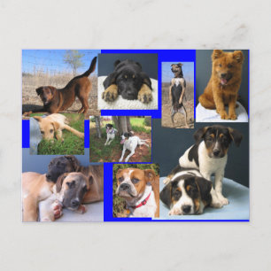 Postal Perros del Refugio Animal de OKC