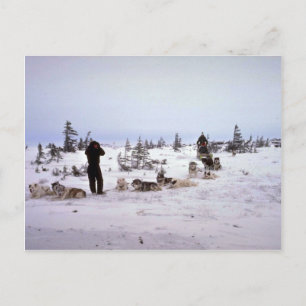 Postal Perros descansando, Churchill, Manitoba