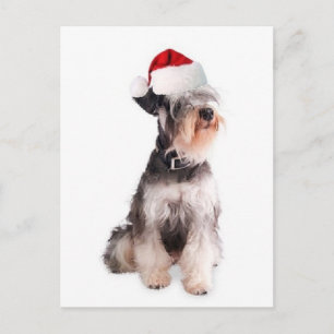 Postal Perros Ditzy~Postcard Original~Schnauzer en miniat