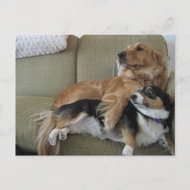 Postal Perros divertidos acurrucando un Corgi Retriever D (Anverso)