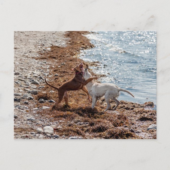 Postal Perros en la playa (Anverso)