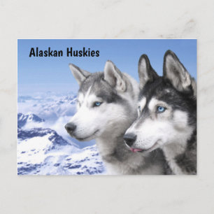 Postal Perros esquimales de Alaska
