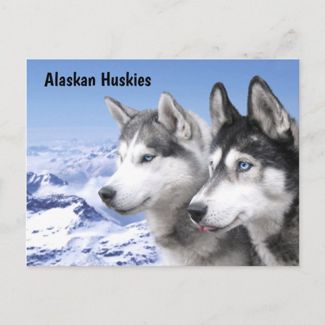 Postal Perros esquimales de Alaska (Anverso)