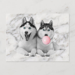 Postal Perros felices siberianos Husky chocando con espum