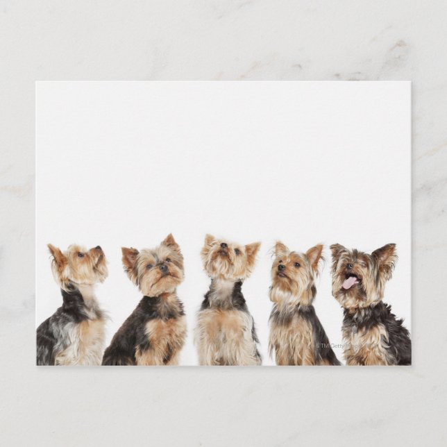 Postal Perros idénticos sentados juntos (Anverso)