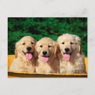 Postal Perros malcriados