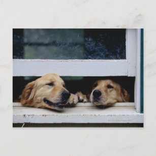 Postal Perros mirando hacia una ventana