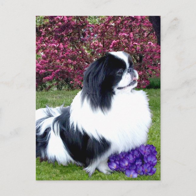 Postal Perros Pekingeses Parti-Color (Anverso)