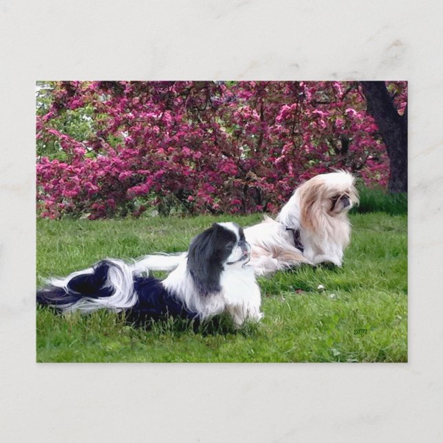 Postal Perros Pekingeses Parti-Color (Anverso)