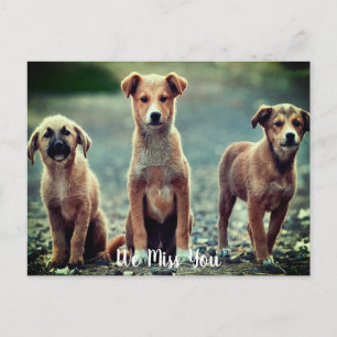 Postal Perros que te faltan