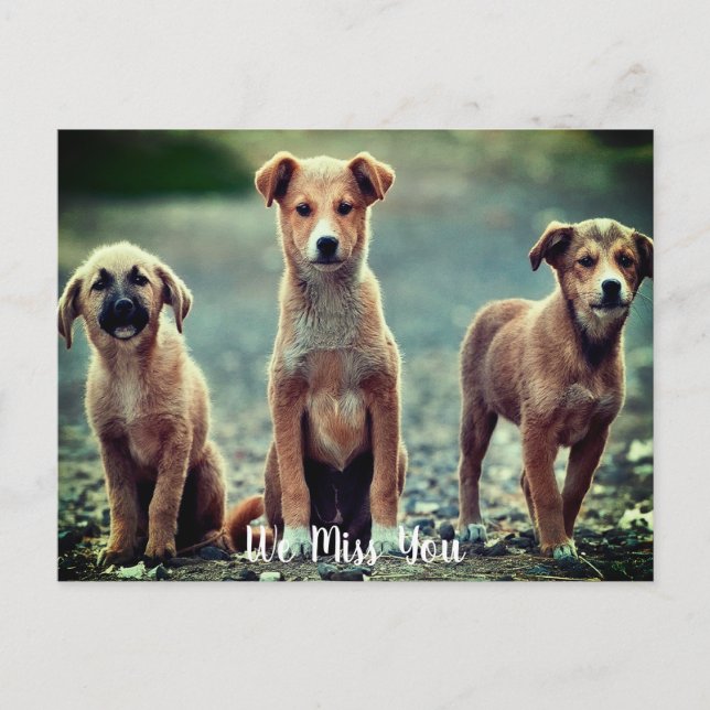 Postal Perros que te faltan (Anverso)