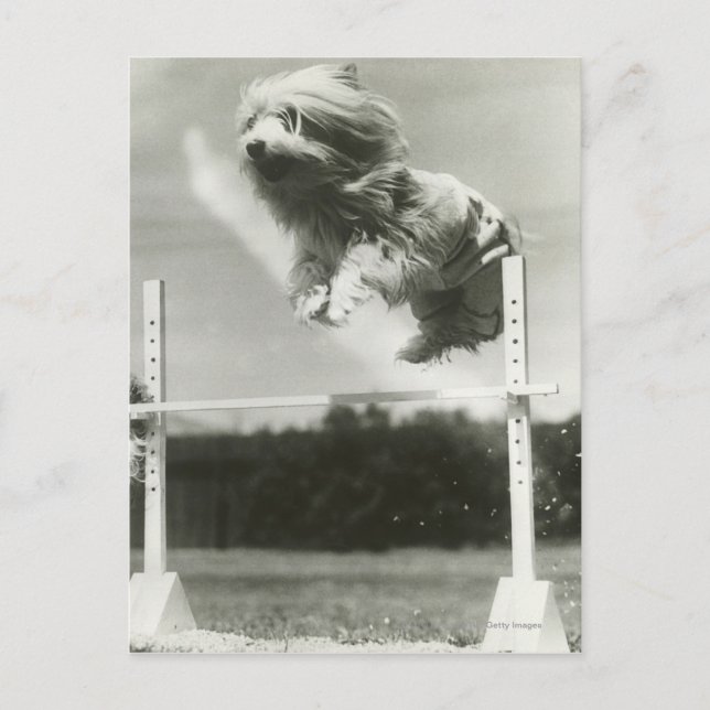 Postal Perros saltando sobre la barra de salto alto en mi (Anverso)