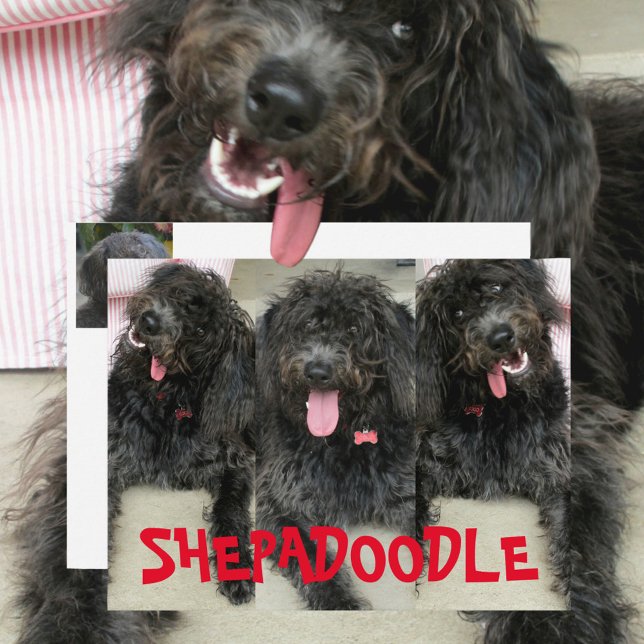 Postal Perros tontos Shepadoodles (Subido por el creador)
