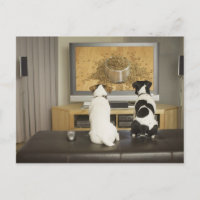 Perros viendo plato de perro con comida en la tele