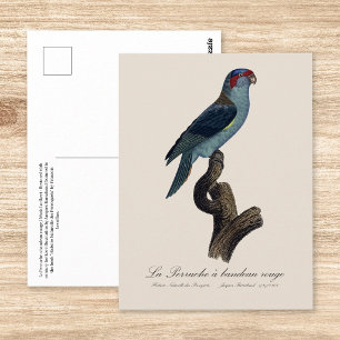 Postal Perruche a bandeau rouge / Musk Lorikeet
