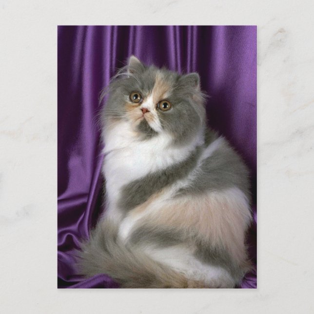 Postal persa, azul, tortie y blanco (Anverso)