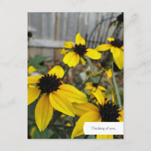 Postal Personalizable Black Eyed Susan Garden Postcard