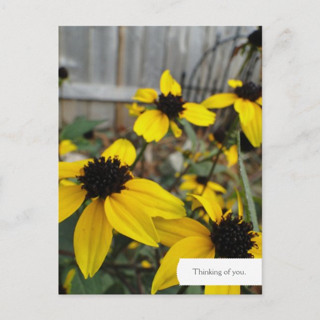 Postal Personalizable Black Eyed Susan Garden Postcard (Anverso)