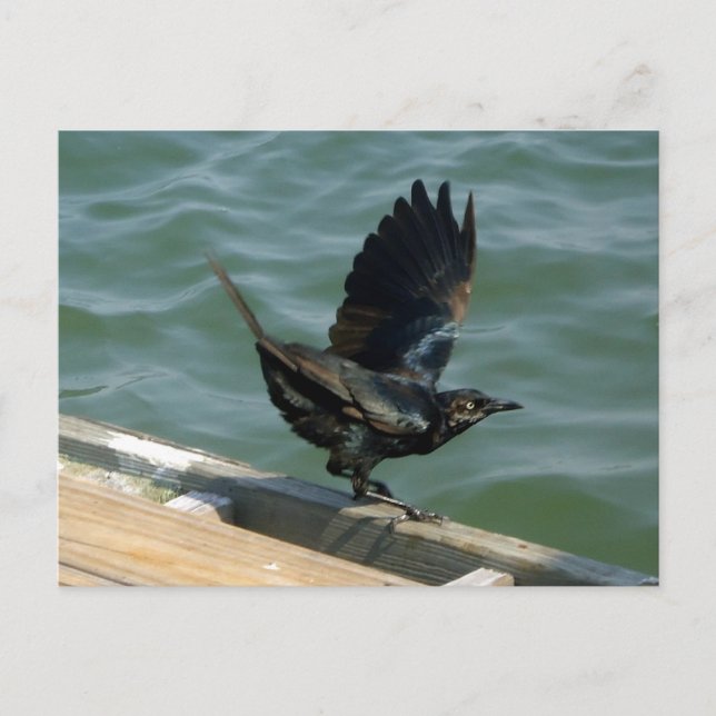 Postal Personalizable Crow (Anverso)