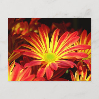 Postal Personalizable de flores de crisantemo rojo y amar