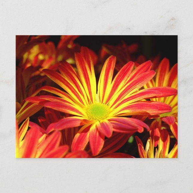 Postal Personalizable de flores de crisantemo rojo y amar (Anverso)