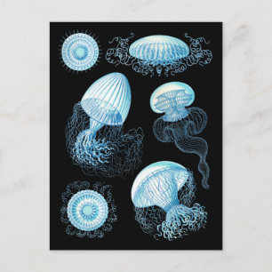 Postal Personalizable Haeckel Jellyfish
