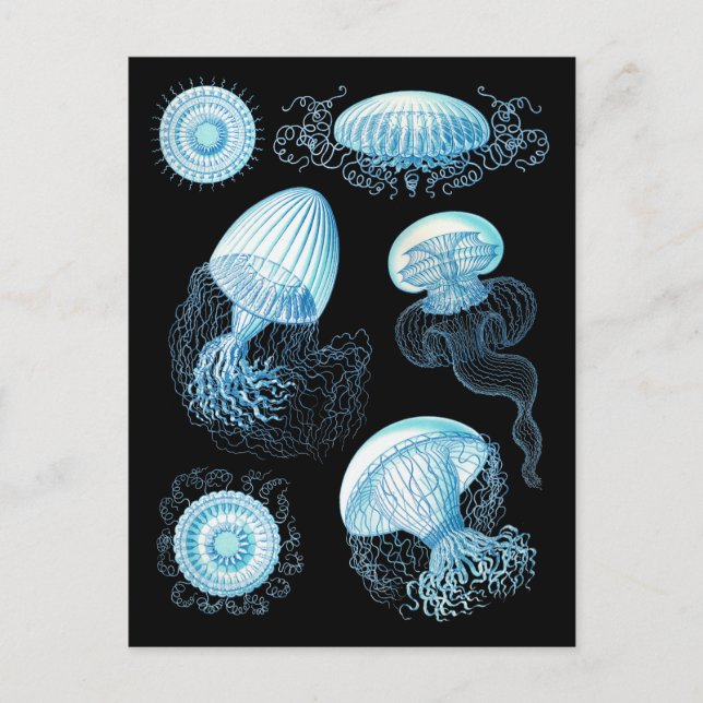 Postal Personalizable Haeckel Jellyfish (Anverso)