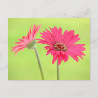 Postal Personalizable Rosa Gerber Daisies en verde