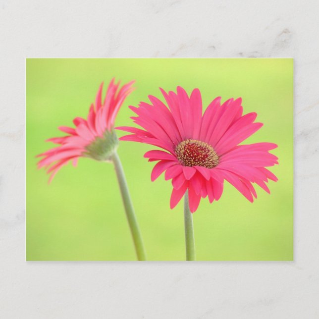 Postal Personalizable Rosa Gerber Daisies en verde (Anverso)