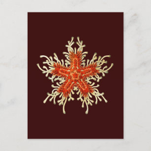 Postal Personalizable Vintage Haeckel