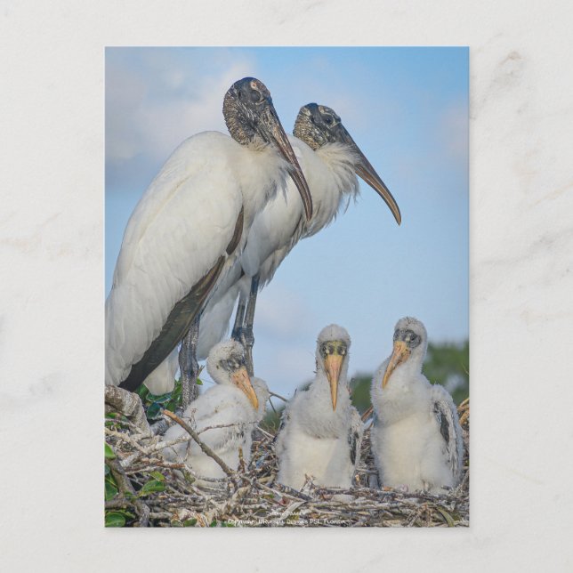 Postal personalizada "Stork Family" (Anverso)
