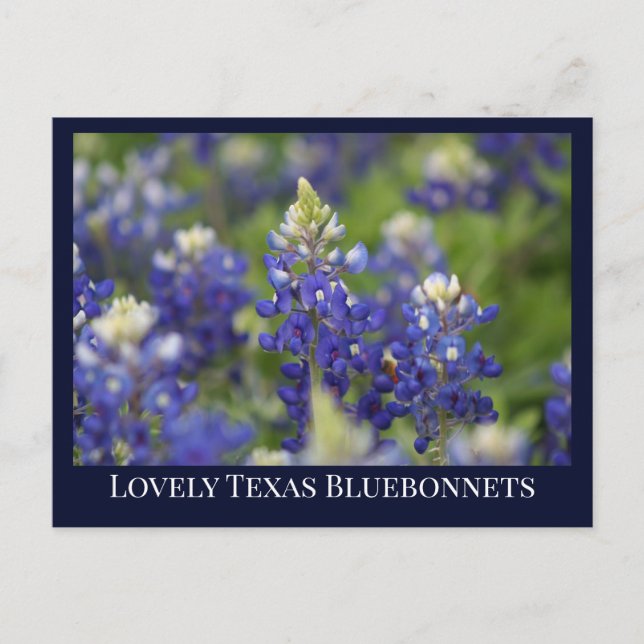 Postal Personalizado Blue Spring Bluebonnet Texas State F (Anverso)