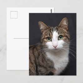 Postal Personalizado Brown Tabby Cat Mascota único