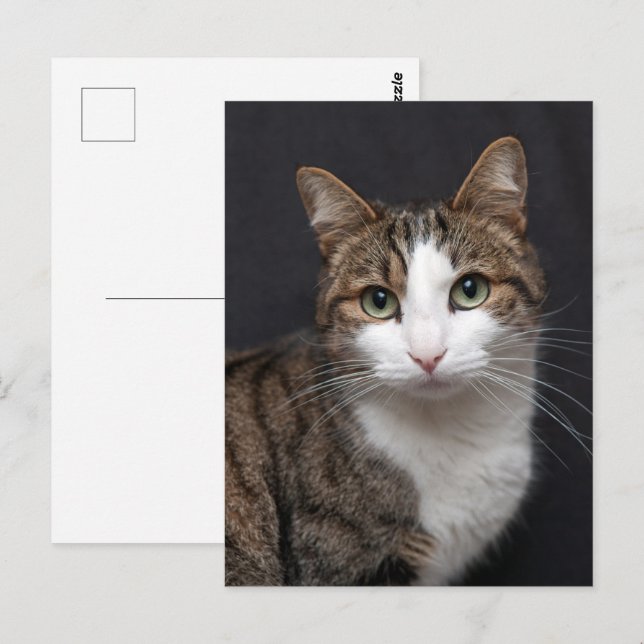 Postal Personalizado Brown Tabby Cat Mascota único (Anverso / Reverso)